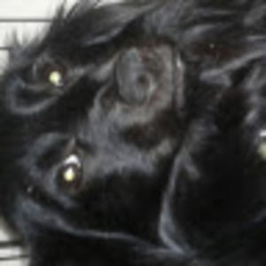 Meet your Posher, Sierra